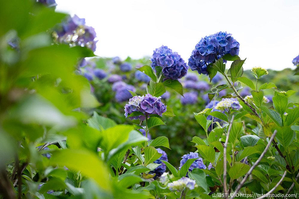 美の山公園の紫陽