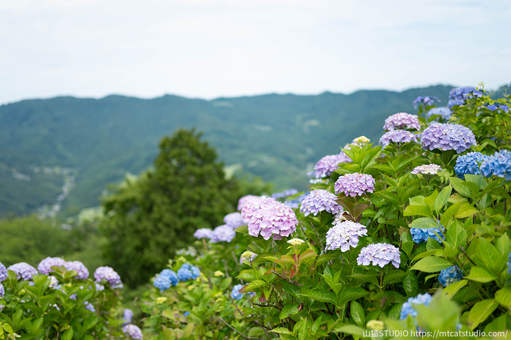 蓑山の紫陽花