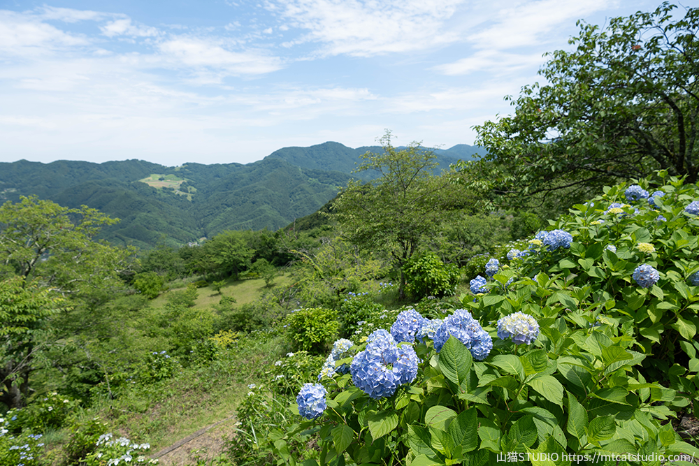 美の山公園の紫陽と遠くに見える山