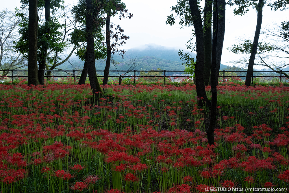 巾着田曼珠沙華公園から見える曼珠沙華と霧に隠れた日和田山