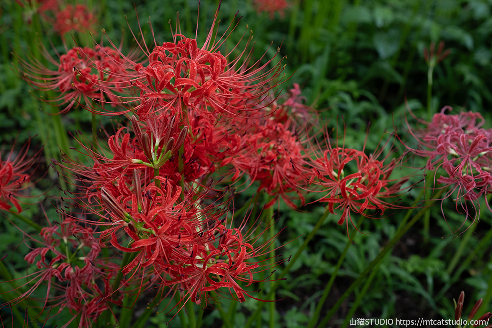 巾着田曼珠沙華公園の曼珠沙華