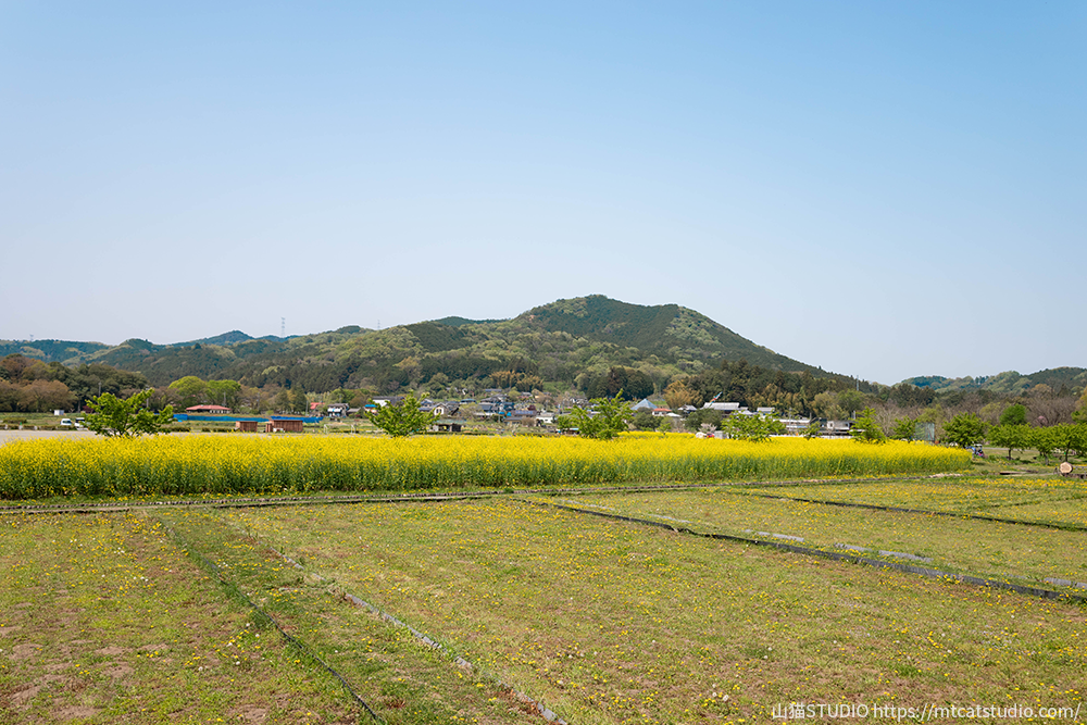 巾着田から見た菜の花と日和田山