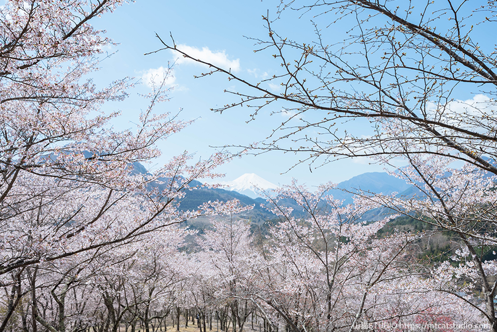 お伊勢山の桜から望む富士山