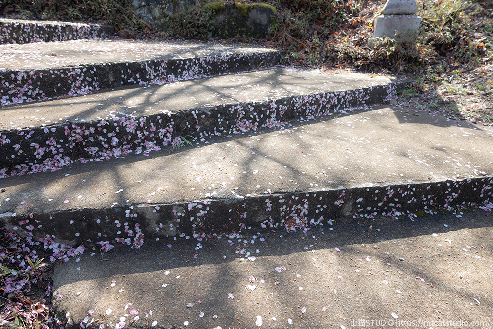 桜の花びらが積もる石階段