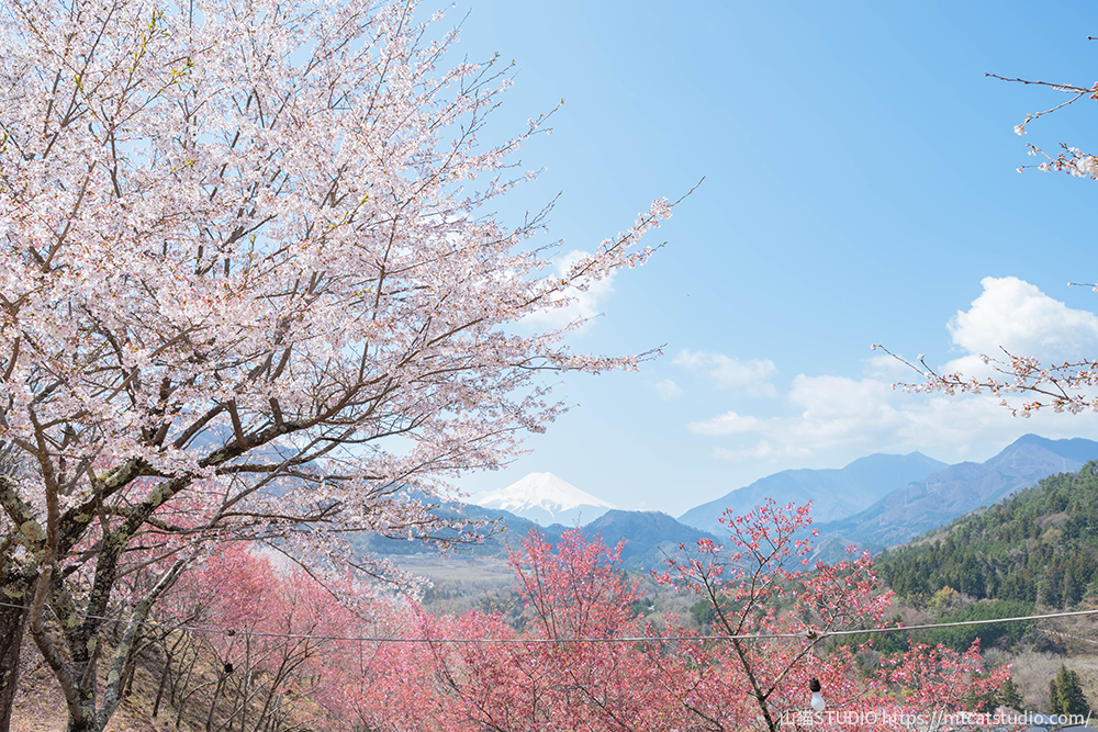 お伊勢山から見える富士山と桜