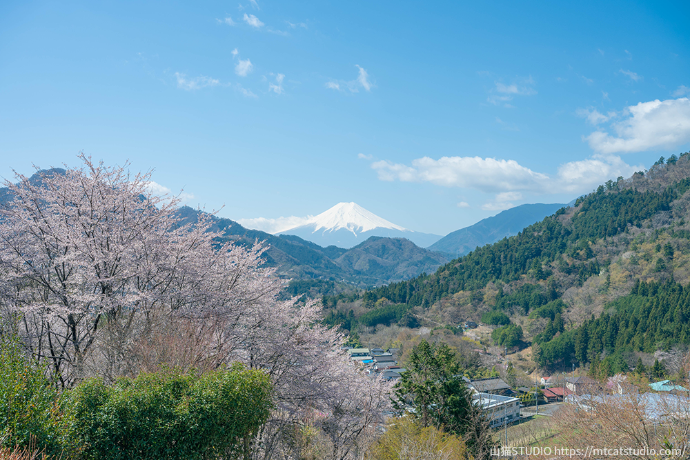 お伊勢山山頂から見える富士山と桜