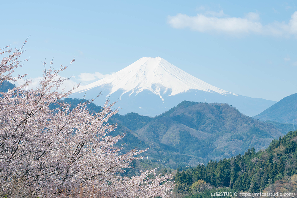お伊勢山から見える富士山と桜