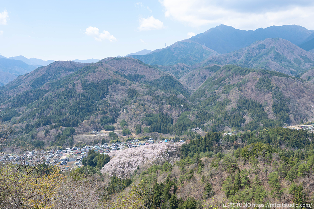 花咲山からお伊勢山の桜を俯瞰