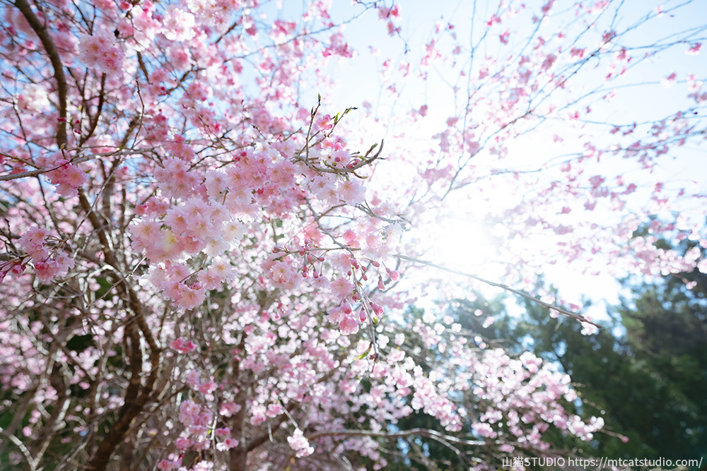 八重桜のアップ