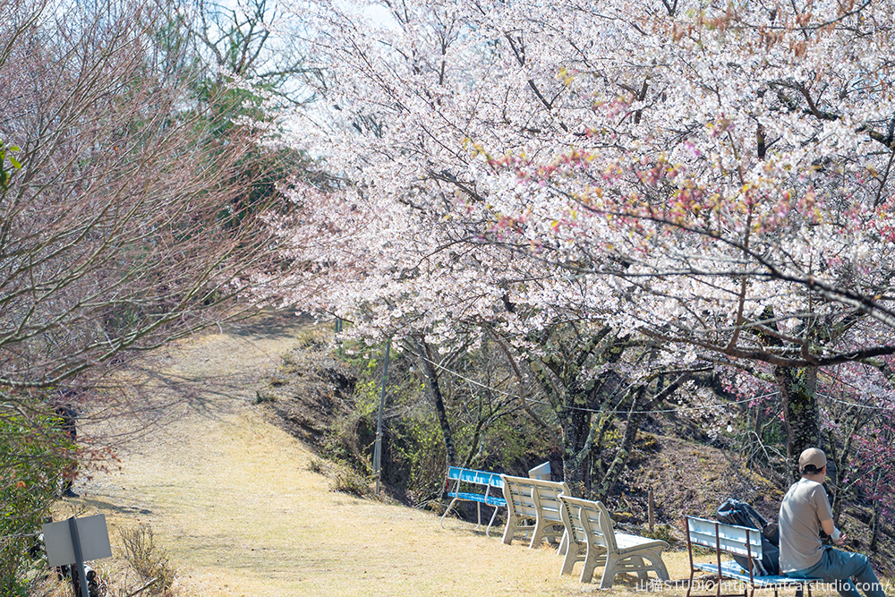 桜とベンチが続く道