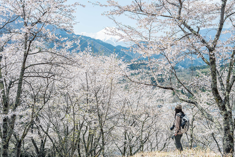 斜面いっぱいに広がる桜か富士山を望む私